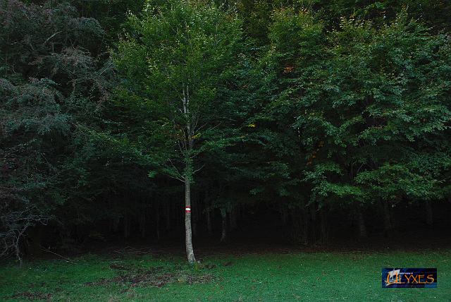 nel bosco.JPG